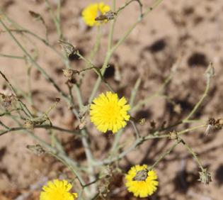 Launaea mucronata flowers