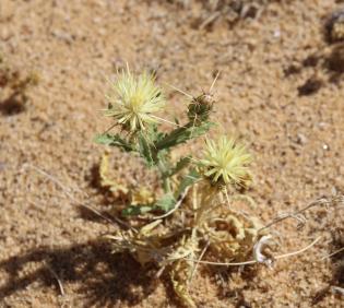 Centaurea scoparia flowers
