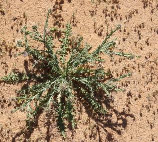Whole plant