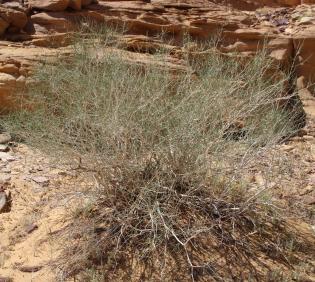 Whole plant