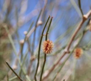 Calligonum comosum fruits