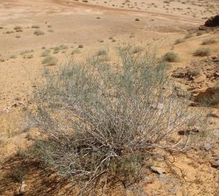 Whole plant