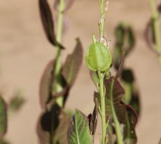 Schouwia purpurea fruit