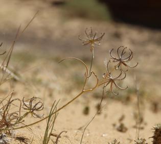 Koelpinia linearis fruit