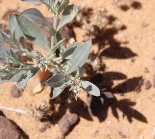 Whole plant
