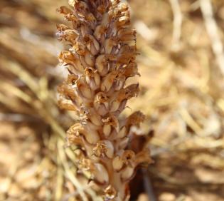 Whole plant