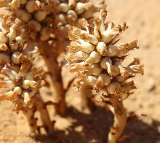 Whole plant