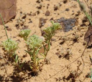 Whole plant