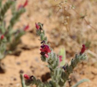 Whole plant
