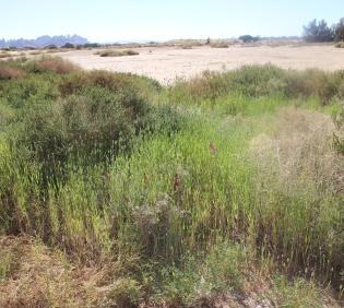 Whole plant