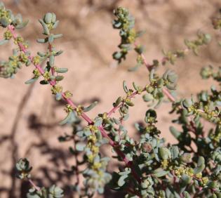 Soda rosmarinus flowers
