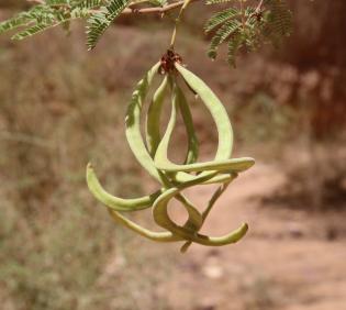 Vachellia gerrardi fruits