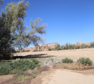 Tamarix aphylla in abandoned agricultural land