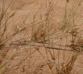 Panicum turgidum stems