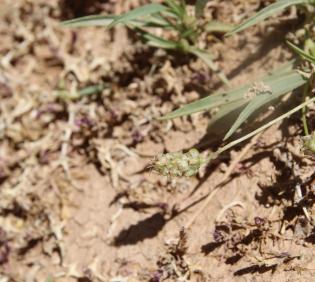 Plantago amplexicaulis fruits