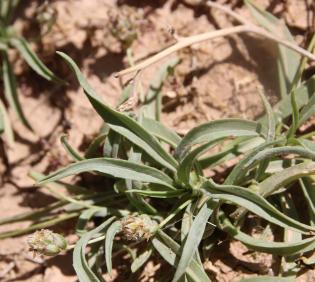 Whole plant