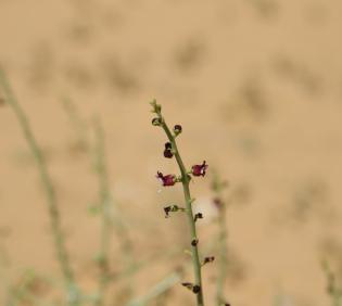 Scrophularia hypericifolia flowers