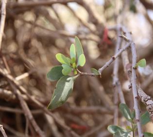 Plicosepalus acaciae leaves