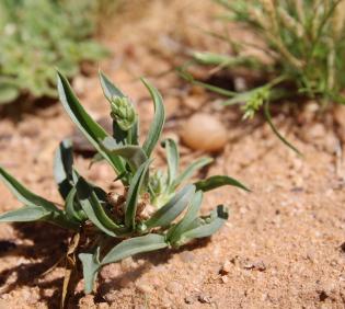 Whole plant