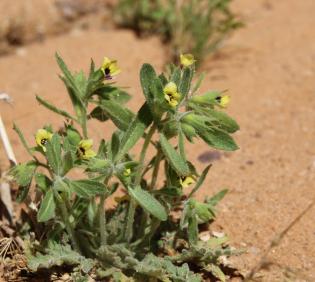 Whole plant