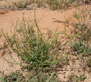 Whole plant