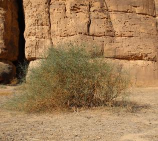 Whole plant