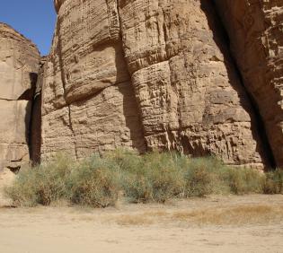Capparis decidua in a Sandstone canyon