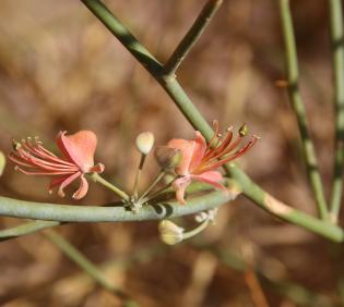 Capparis decidua flowers