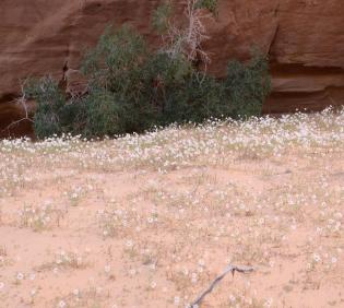 Anthemis deserti on Sandy plains and dunes