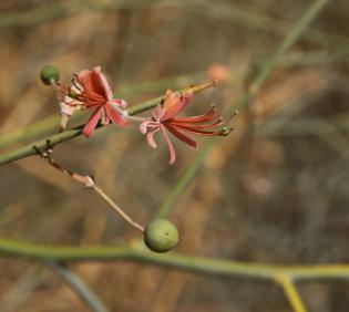 Capparis decidua flowers and fruit