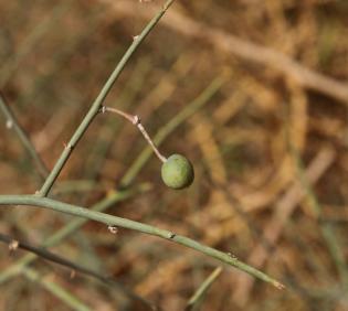 Capparis decidua fruit
