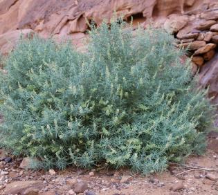 Whole plant