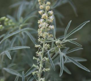 Reseda muricata flowers and fruits