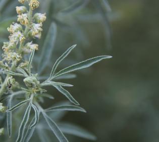 Reseda muricata leaves