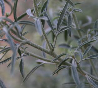 Reseda muricata leaves