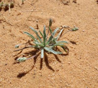 Whole plant