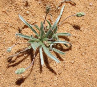 Whole plant