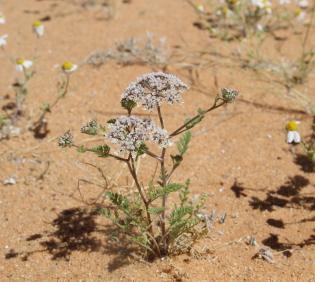 Whole plant