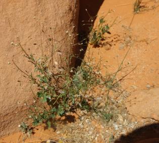 Whole plant