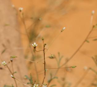 Savignya parviflora flower