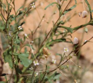 Savignya parviflora fruits