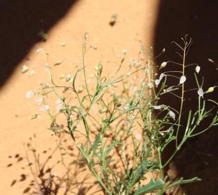 Whole plant