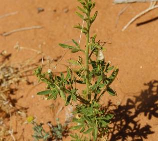 Whole plant