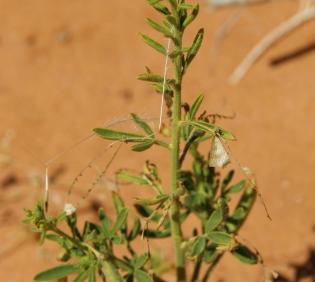 Cleome amblyocarpa leaves