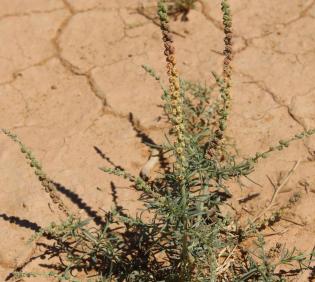 Whole plant