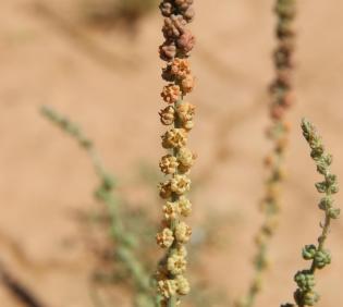 Oligomeris linifolia fruits
