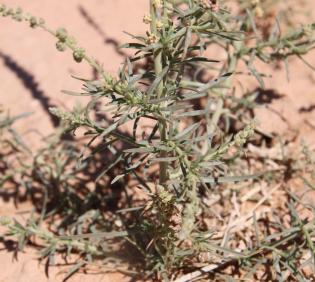 Oligomeris linifolia leaves