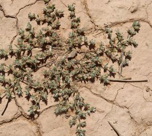Whole plant