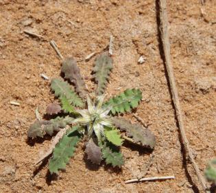 Whole plant