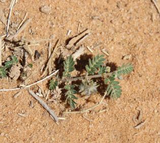 Whole plant
